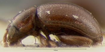 Media type: image; Entomology 18868   Aspect: habitus lateral view